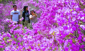 喇叭溝原始森林公園つづじ満開